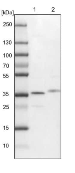 Syntaxin 12 Antibody, Novus Biologicals 0.1mL; Unlabeled:Antibodies, Polyclonal